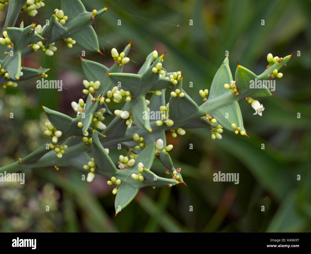 Colletia Paradoxa oder Anker pflanze Uruguay, Brasilien Stockfoto