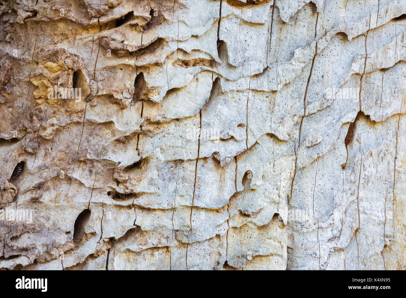 Der Tod Teil des alten Baum - Detail. Stockfoto