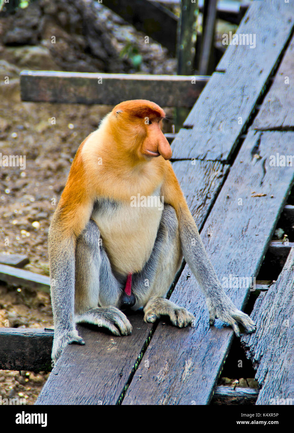 Nasenaffen endemisch auf Borneo in Malaysia Stockfoto