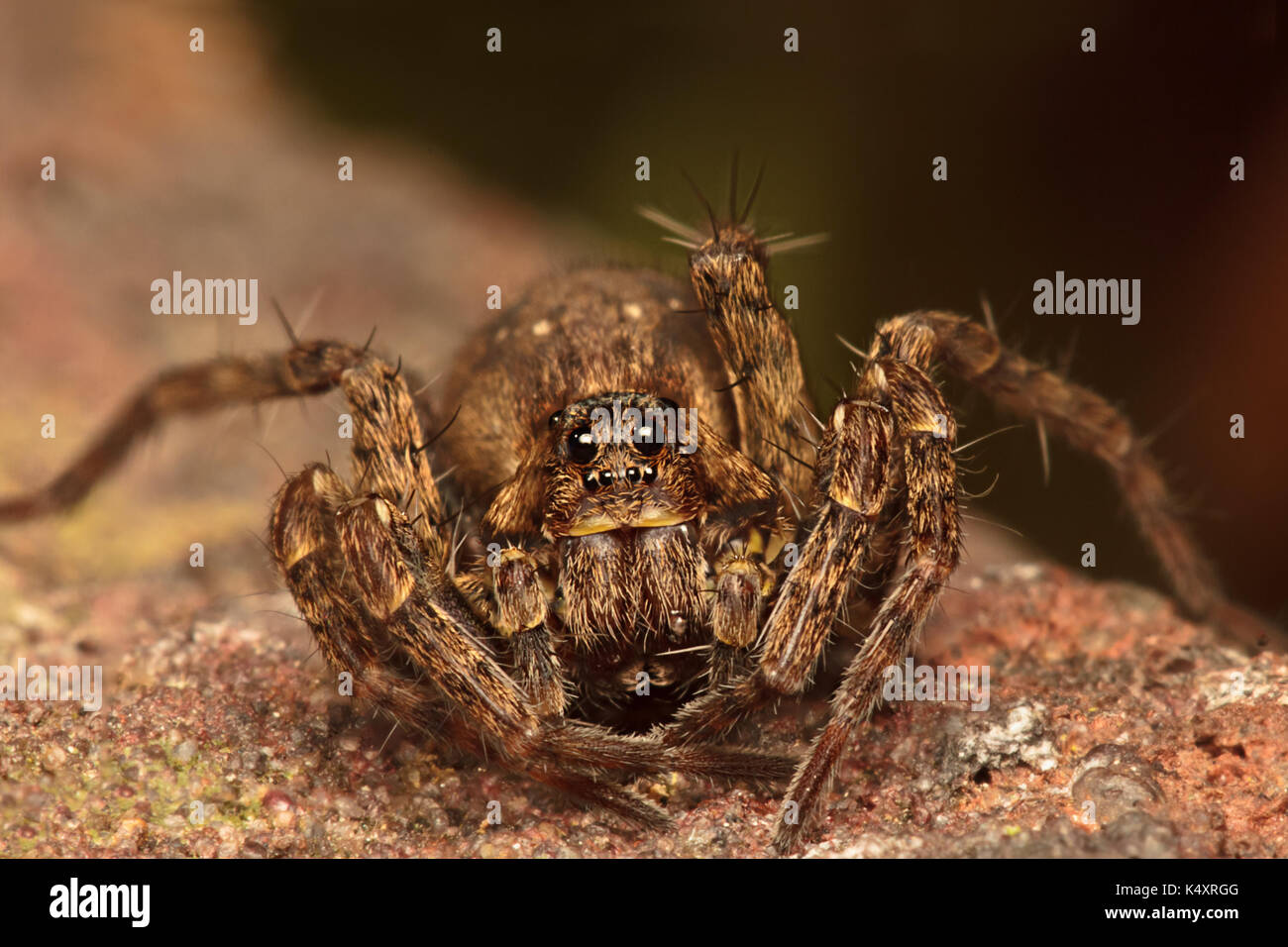 Wolf Spider Stockfoto