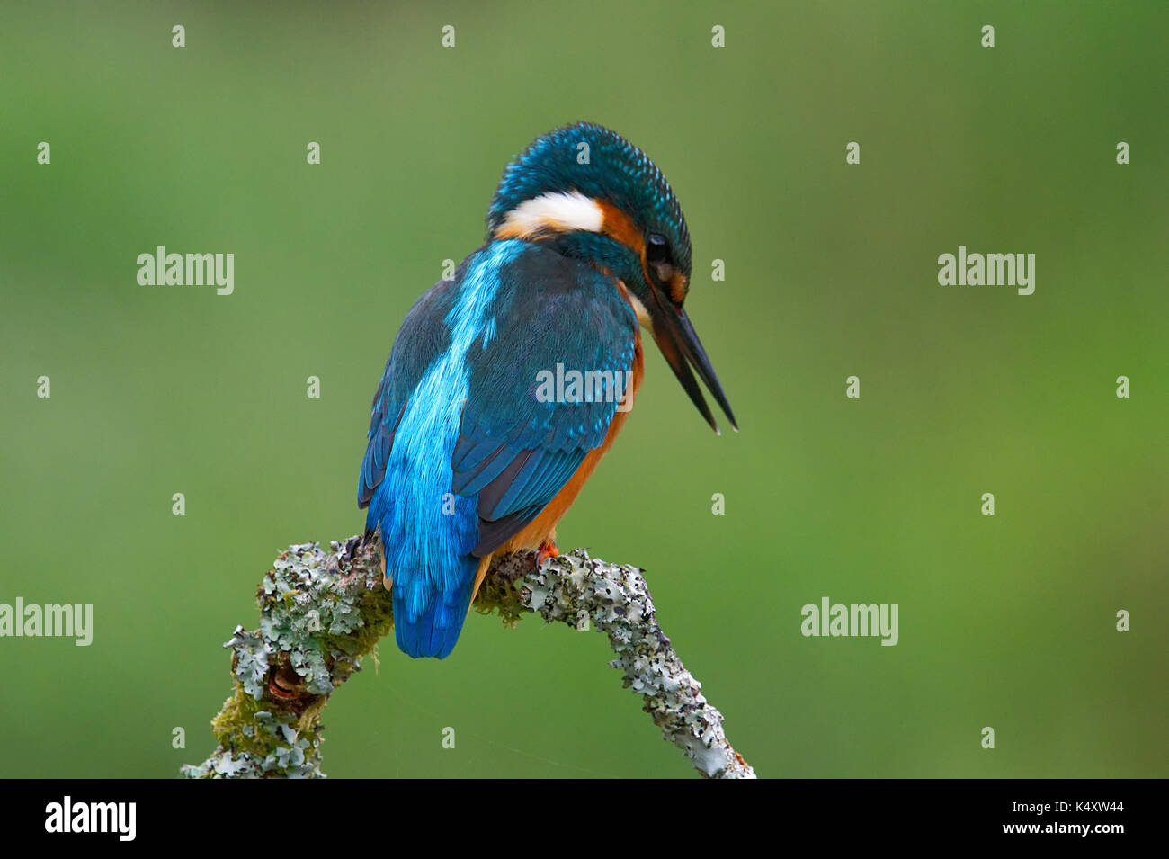 Eisvogel Stockfoto