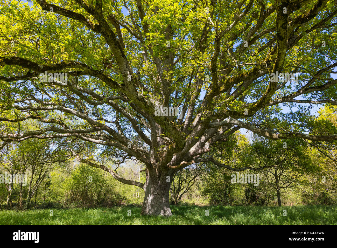Sains (Bretagne, Frankreich): Eiche Die Liberty Tree, während der Französischen Revolution gepflanzt, bemerkenswerte Baum bekannt Stockfoto