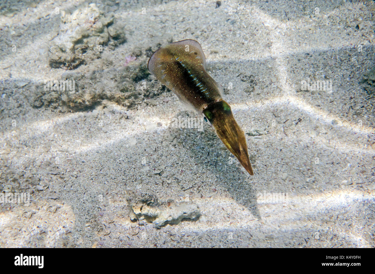 Foto von squid auf der Unterseite des Roten Meeres Stockfoto