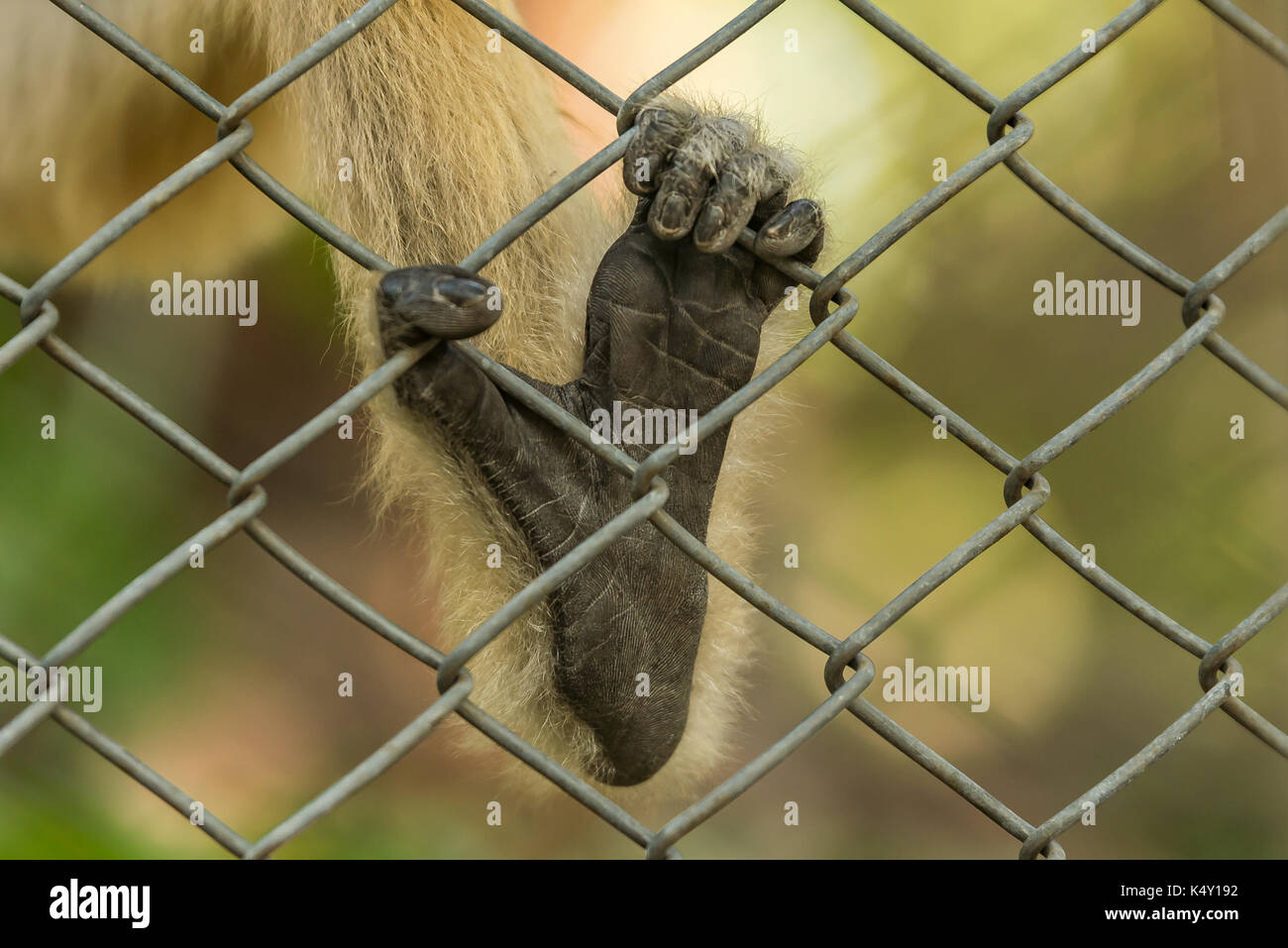 Affenfuß hält Netzwand im Zoo Stockfoto