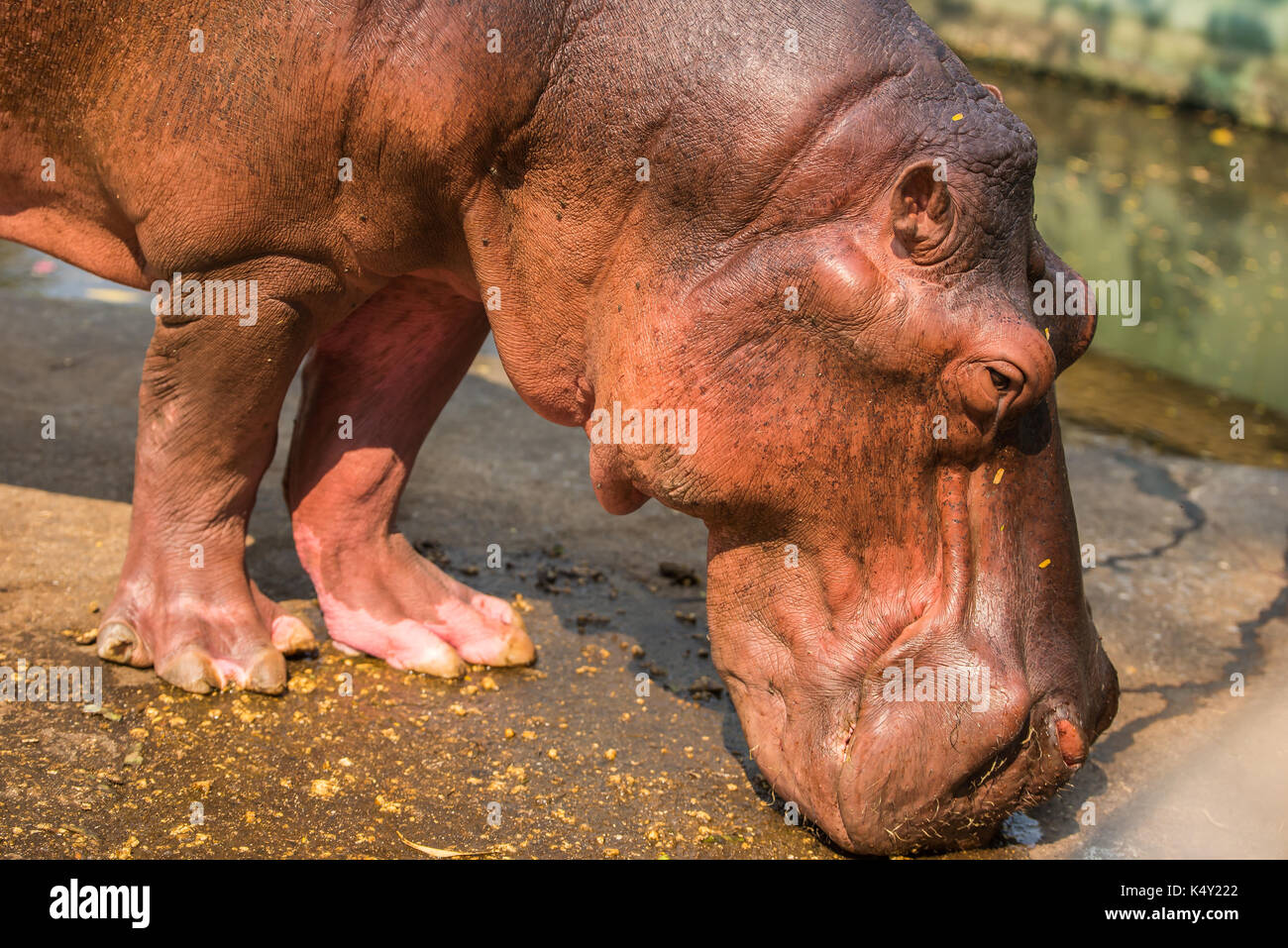 Hippopotamus beugen sich auf der Suche nach etwas Stockfoto