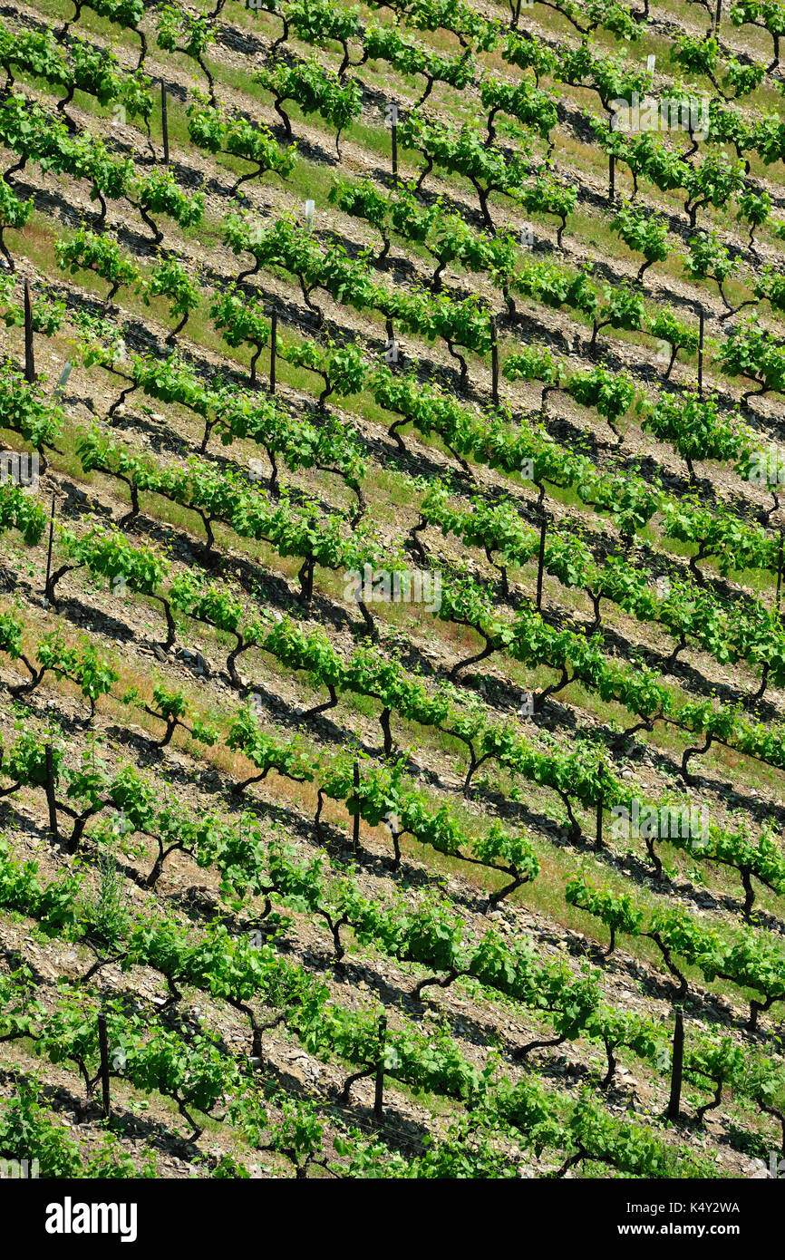 Weinberge in Ervedosa do Douro, ein UNESCO-Weltkulturerbe. Alto Douro, Portugal Stockfoto