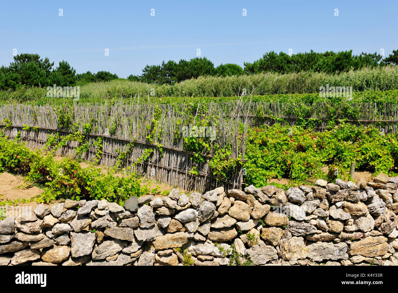 Fontanelas Weinbergen der berühmten colares Wein zu produzieren. Sintra, Portugal Stockfoto