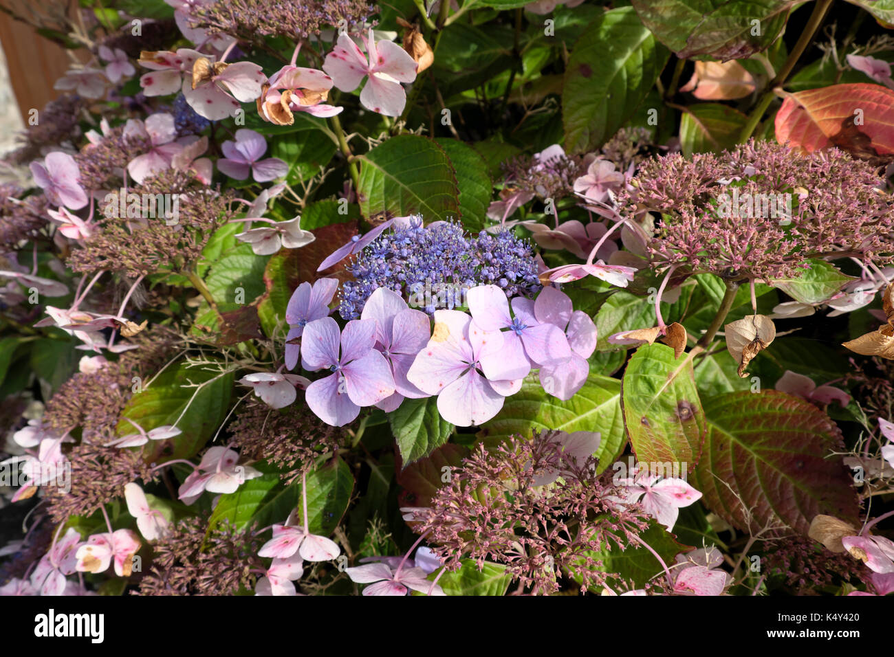 Lacecap hydrangea Aspera "heiße Schokolade" Garten Pflanze Blüte im August in St. Davids, Pembrokeshire, Wales, UK KATHY DEWITT Stockfoto