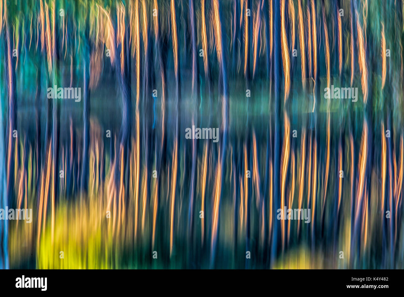 Kiefer Trunks spiegelt sich auf einem Teich, Handheld lange Belichtung geschossen. Stockfoto