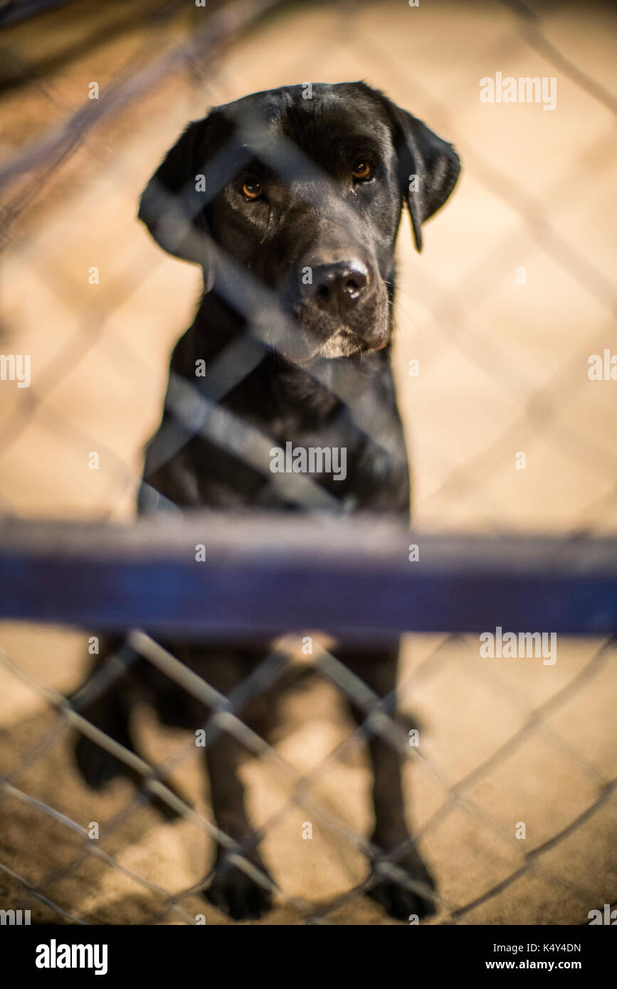 Hund hinter einem Zaun, Spanien Stockfoto