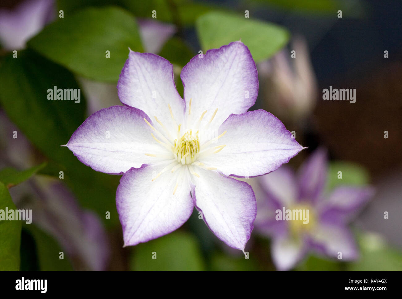 Clematis 'Glücksbringer' Blumen. Stockfoto