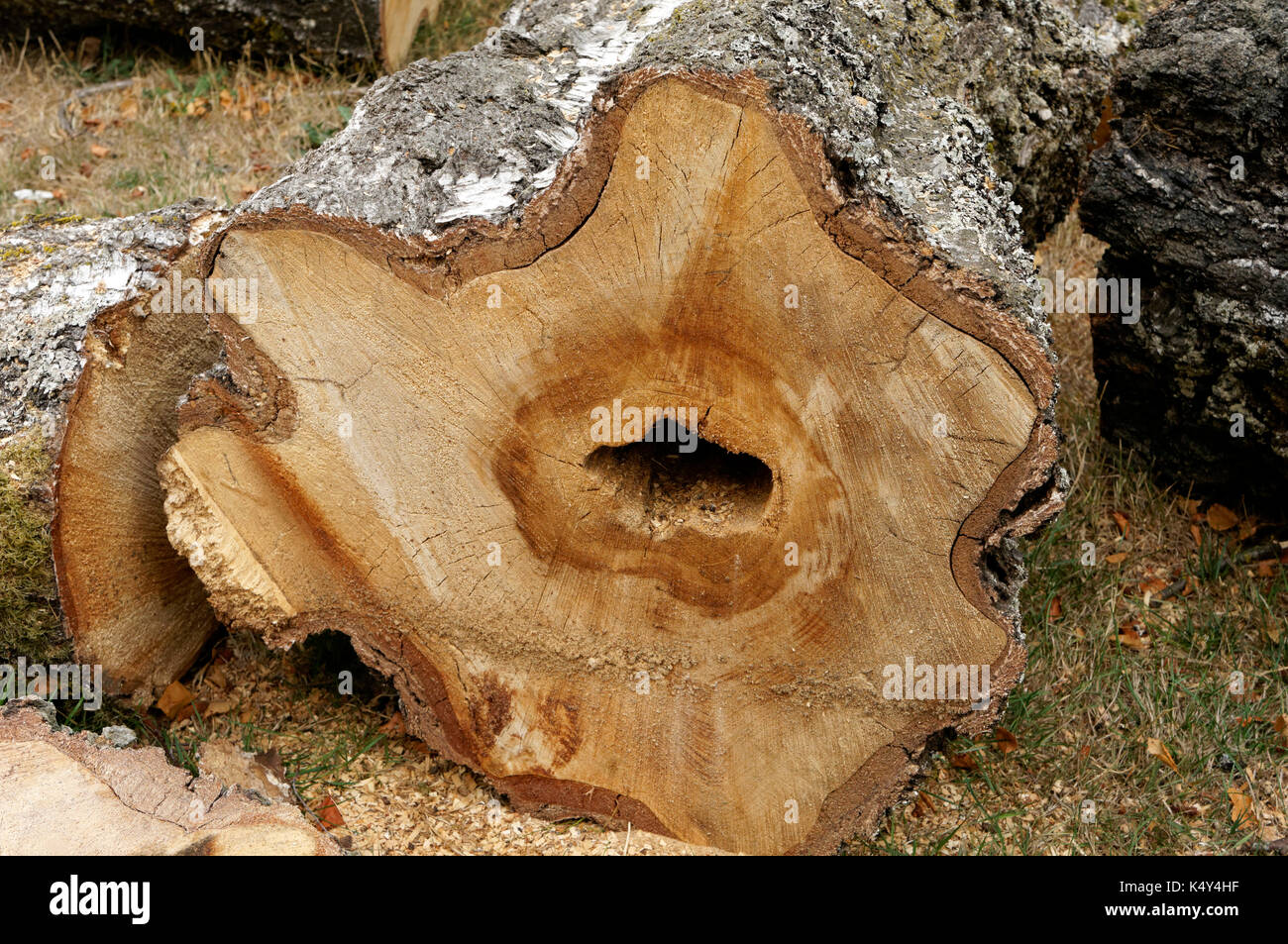 Querschnitt der Stamm eines Europäischen weiße Birke Betula pendula Baumstruktur, Herz - fäule Pilzkrankheit, Vancouver, BC, Kanada Stockfoto