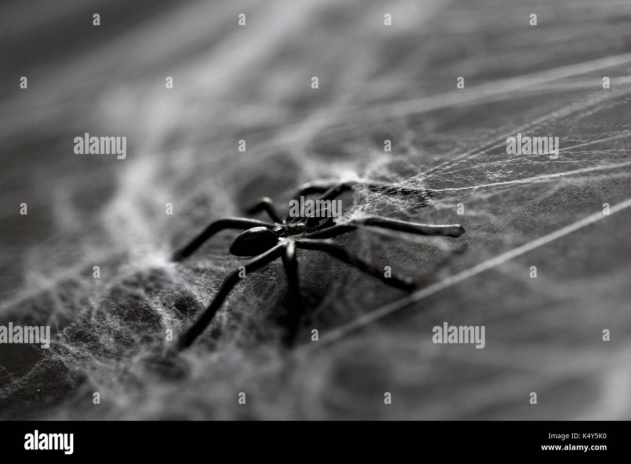 Halloween Dekoration der schwarzen Spielzeug Spinne mit Spinnennetz Stockfoto