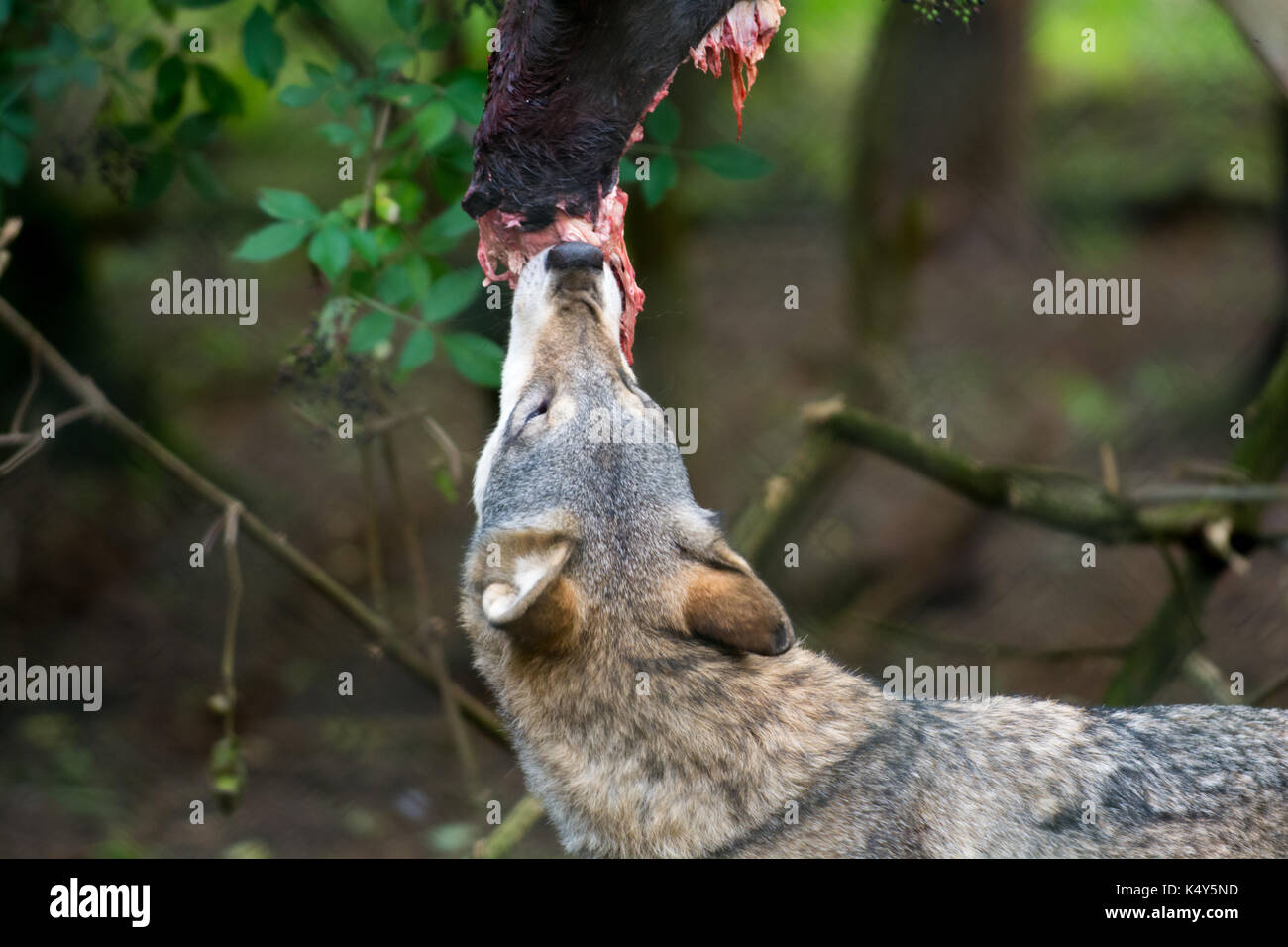 Wolf essen rohes Fleisch zum Zeitpunkt der Fütterung Stockfoto