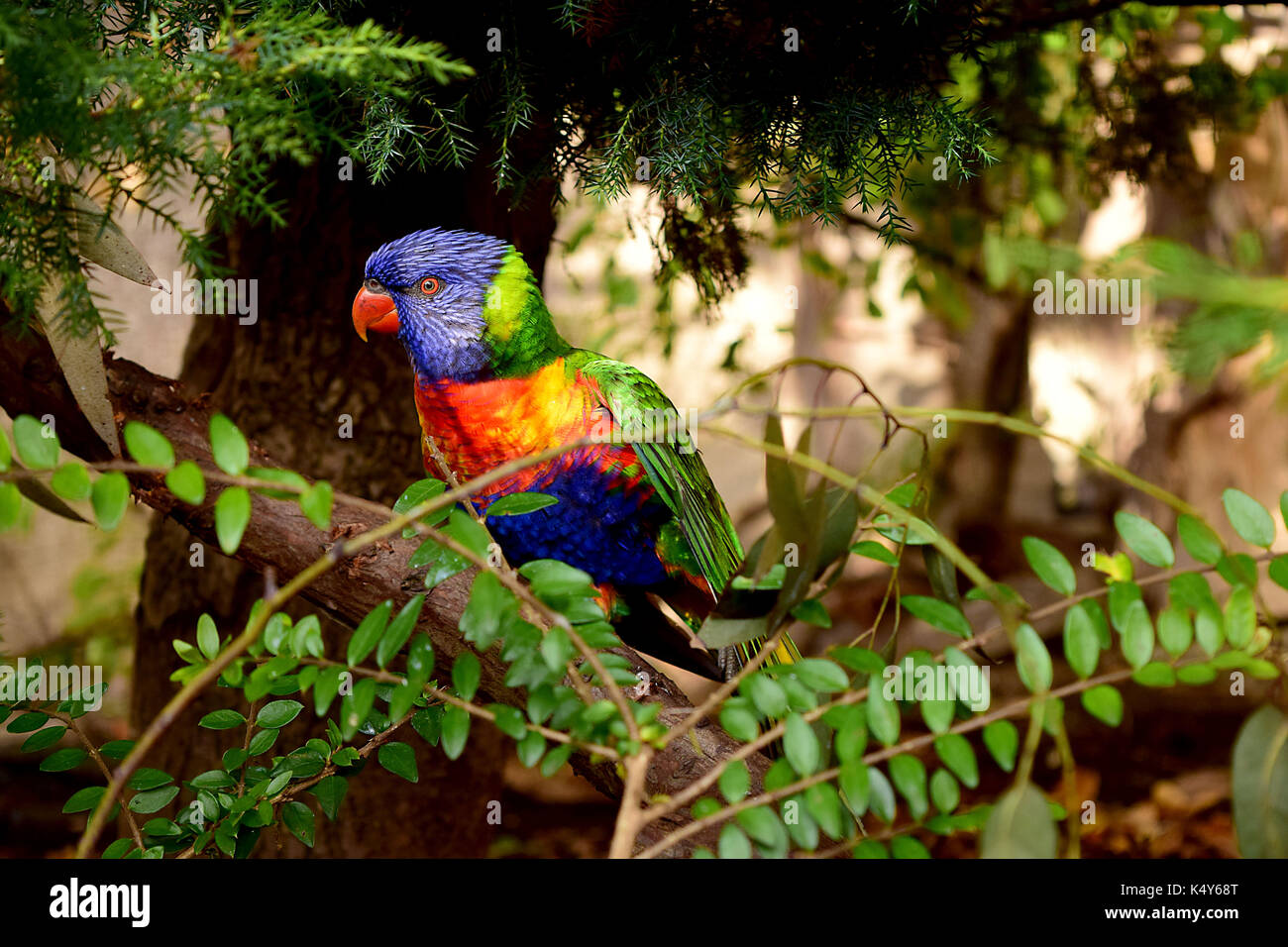 Lorikeet fotografiert an der Edinburgh Zoo Stockfoto