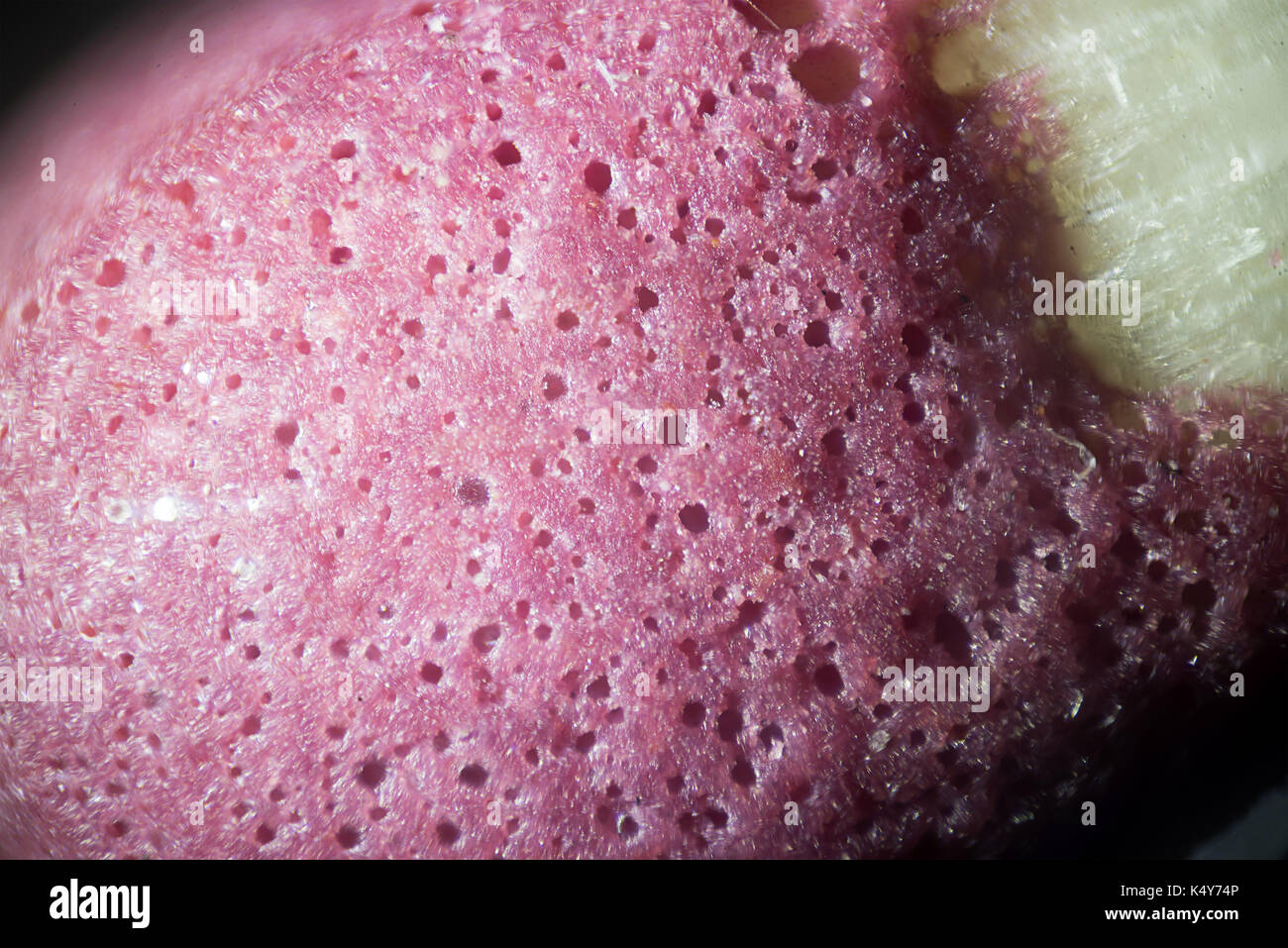 Die mikroskopische Welt. Gleiches Kopf unter dem Mikroskop Stockfoto