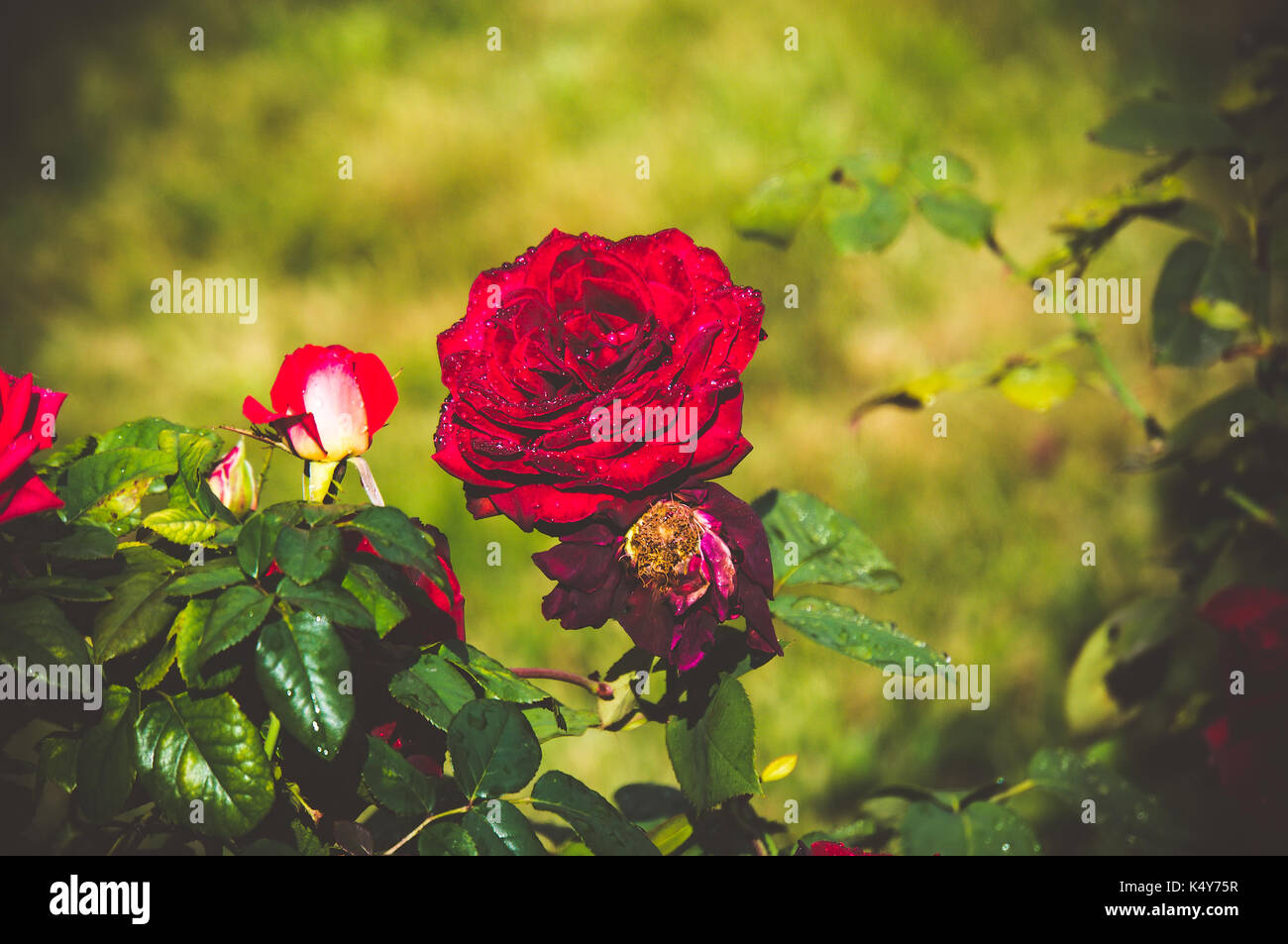 Vintage Rosen - Vintage Style. Rote Rose auf dem Hintergrund des grünen Rasen Stockfoto