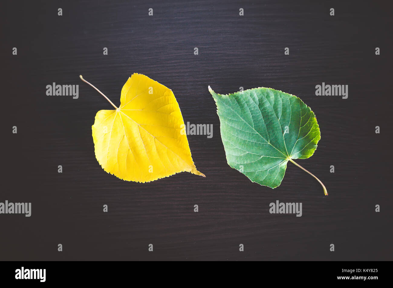 Herzförmigen grünen Blättern und Gelb auf Schwarz Holztisch. Stockfoto