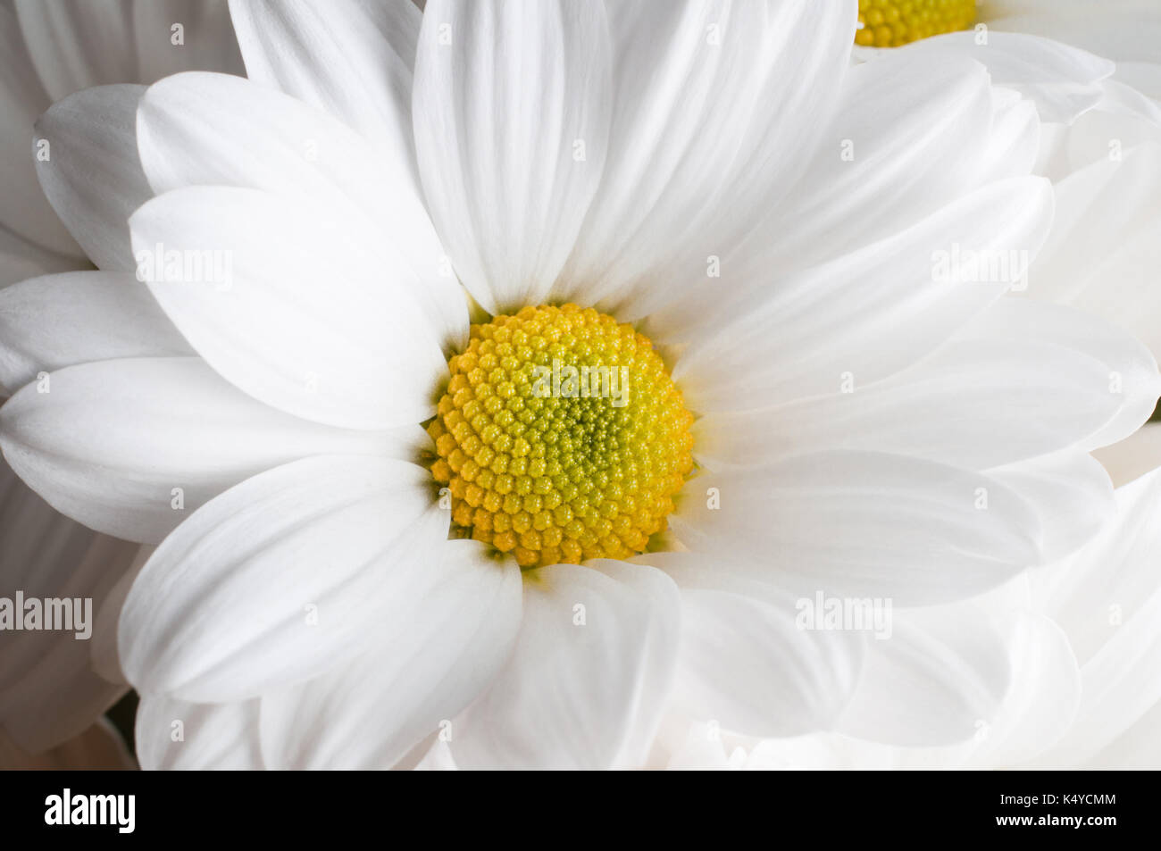 Nahaufnahme von einem weißen und gelben Chrysanthemen flowerhead. Stockfoto