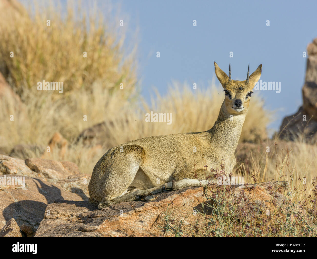 Klippspringer (oreotragus), Augrabies Falls NP, North Cape, Südafrika Stockfoto