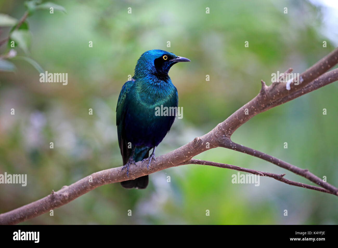 Mehr blue-eared Europäischen Starlingling (Lamprotornis chalybaeus), Erwachsene, sitzen auf den Zweig, Vorkommen Afrika, Captive Stockfoto