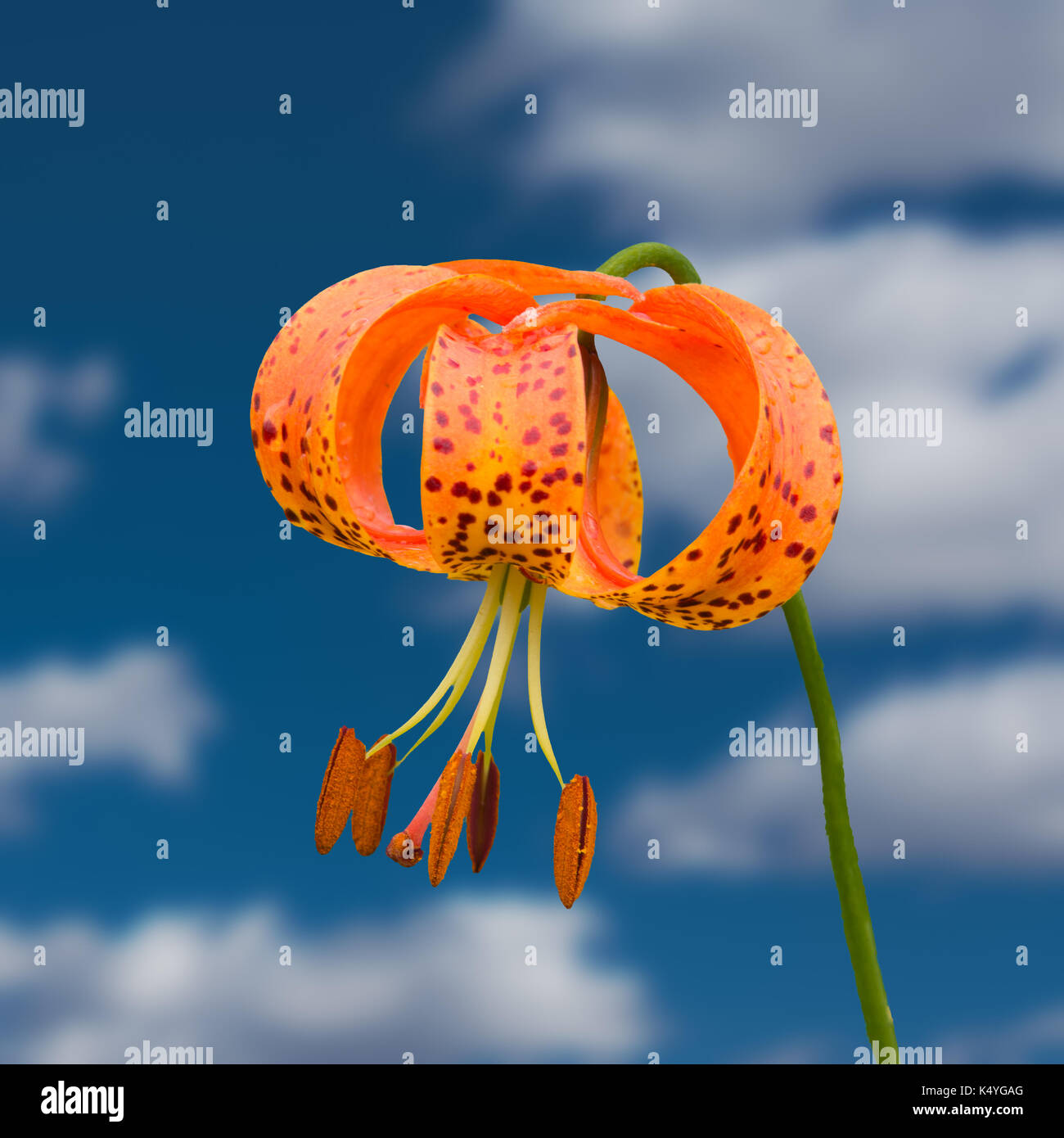 Eine unbekannte Pflanze wurde in einem Wald in Kanada fotografierte, Ontario Provinz. Die Anlage war nicht gestört und keine Schäden verursacht. Stockfoto