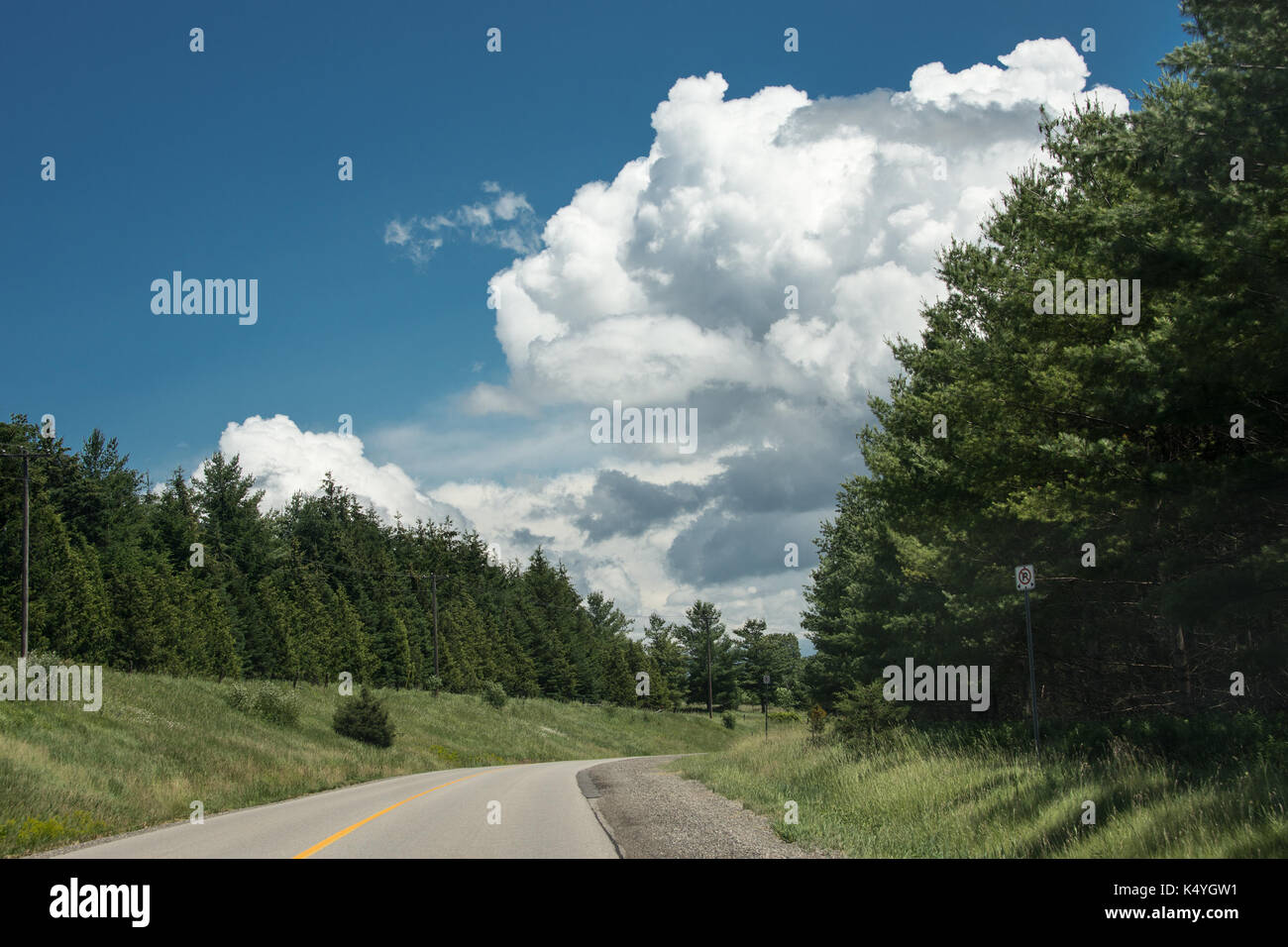 Die Straße, entlang der Ränder, die wächst einen dichten Wald Fichte Stockfoto