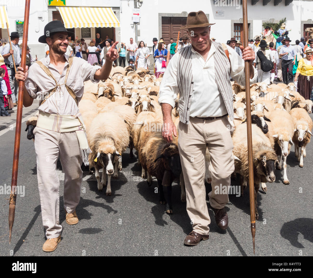 Telde, Gran Canaria, Kanarische Inseln, Spanien. 7. Sep 2017. Jedes Jahr auf der 7/8th Sept, Tausende von PEREGRINOS (Pilger) auf den Weg zum Bergdorf Valleseco auf Gran Canaria ihren Respekt zu des Schutzheiligen der Insel zu zahlen, Nuestra Señora del Pino. Im Bild: Schafe sind durch die Straßen vor der Street Parade angetrieben. Credit: ALAN DAWSON/Alamy leben Nachrichten Stockfoto