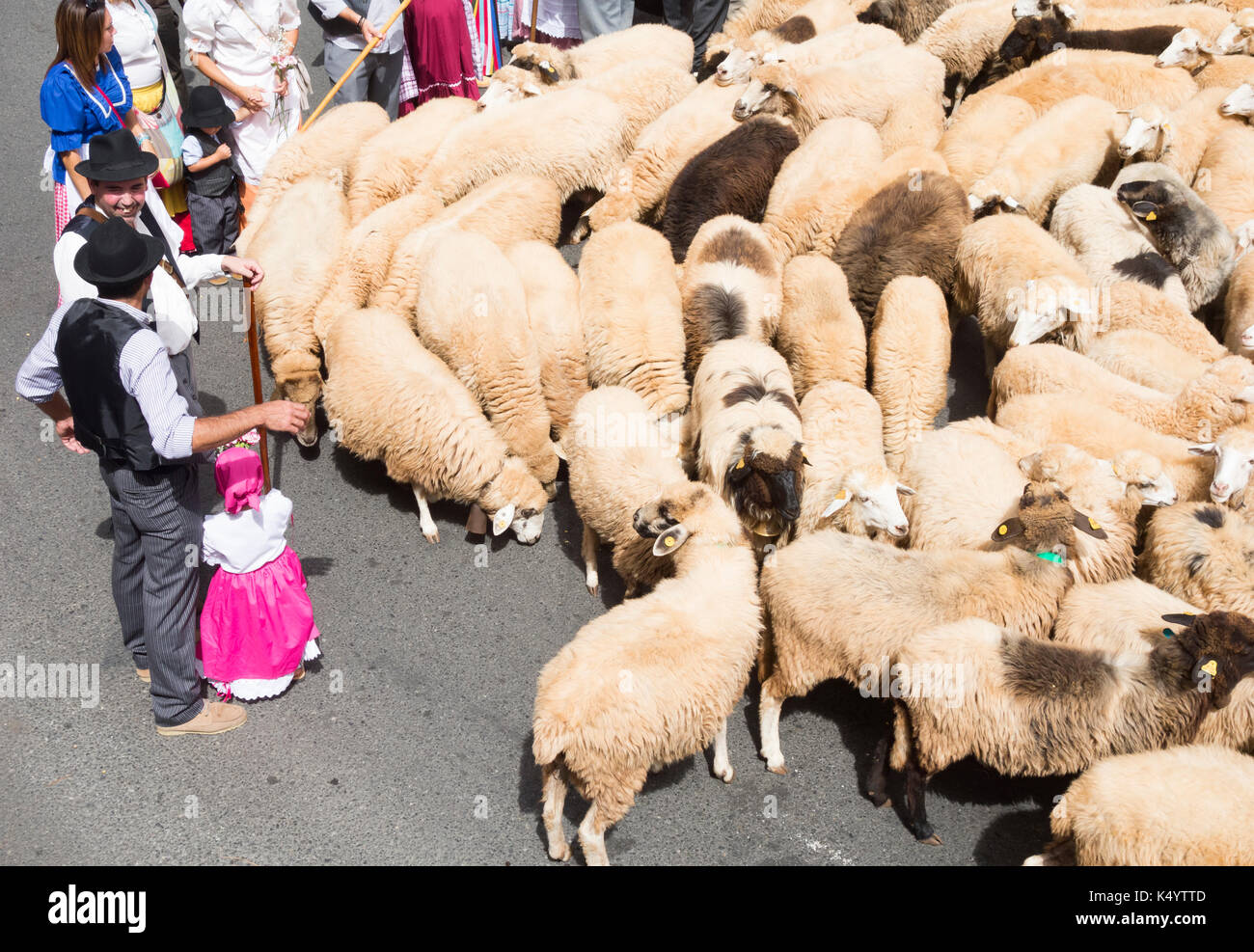 Telde, Gran Canaria, Kanarische Inseln, Spanien. 7. Sep 2017. Jedes Jahr auf der 7/8th Sept, Tausende von PEREGRINOS (Pilger) auf den Weg zum Bergdorf Valleseco auf Gran Canaria ihren Respekt zu des Schutzheiligen der Insel zu zahlen, Nuestra Señora del Pino. Im Bild: Schafe sind durch die Straßen vor der Street Parade angetrieben. Credit: ALAN DAWSON/Alamy leben Nachrichten Stockfoto