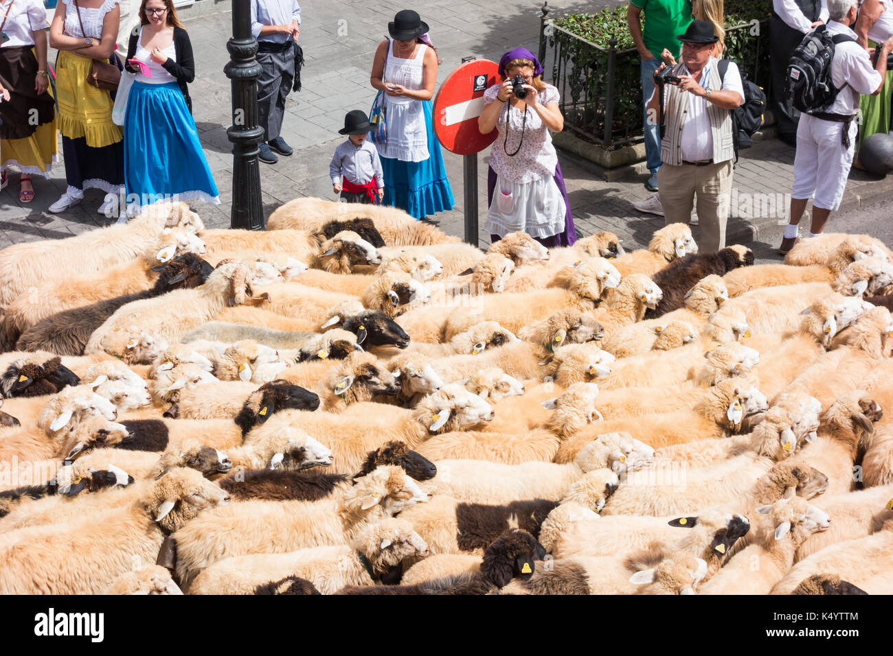 Telde, Gran Canaria, Kanarische Inseln, Spanien. 7. Sep 2017. Jedes Jahr auf der 7/8th Sept, Tausende von PEREGRINOS (Pilger) auf den Weg zum Bergdorf Valleseco auf Gran Canaria ihren Respekt zu des Schutzheiligen der Insel zu zahlen, Nuestra Señora del Pino. Im Bild: Schafe sind durch die Straßen vor der Street Parade angetrieben. Credit: ALAN DAWSON/Alamy leben Nachrichten Stockfoto