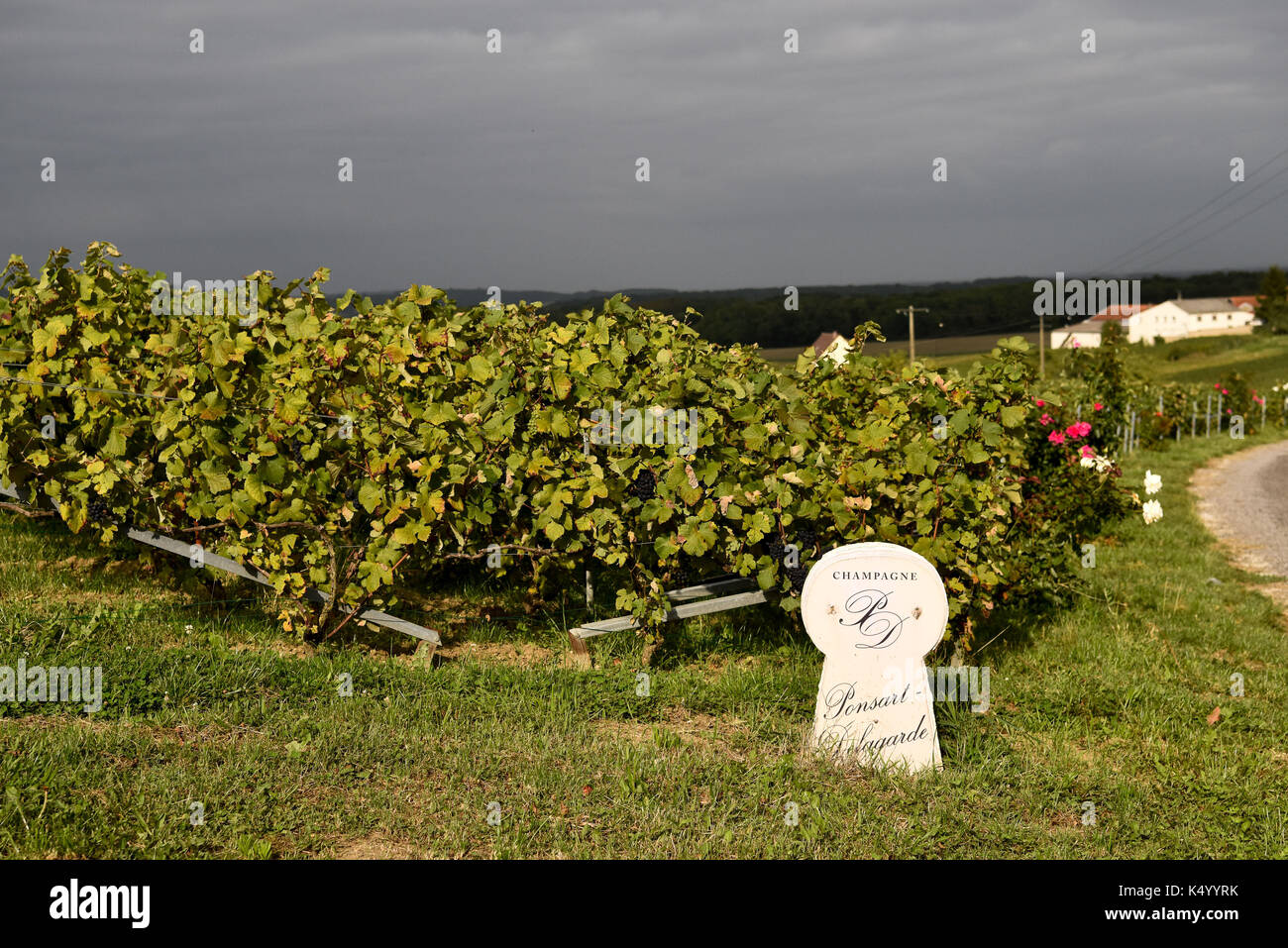 Chenay. 7. Sep 2017. Foto auf Sept. 7, 2017 zeigt die Weinberge in Ponsart, Frankreich. Nach einem Bericht des Statistischen Dienstes veröffentlicht und Interessenten des Ministeriums für Landwirtschaft und Ernährung, die diesjährige Ernte der Trauben in Frankreich wird voraussichtlich 37,2 Millionen Hektoliter, die 18% niedriger als im Jahr 2016 und 17 % niedriger als im Durchschnitt der letzten fünf Jahre. Credit: Chen Yichen/Xinhua/Alamy leben Nachrichten Stockfoto