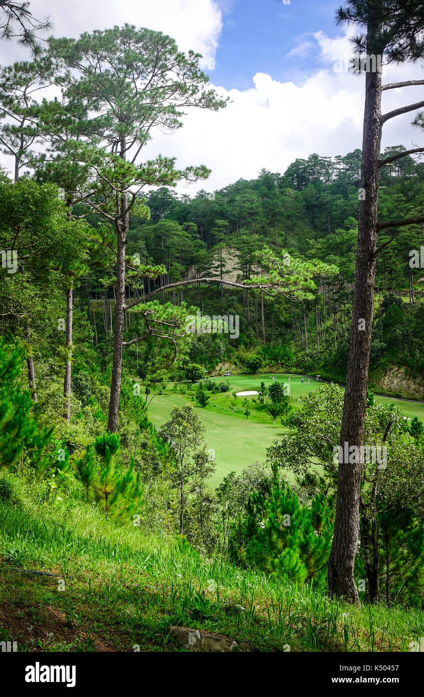 Pinienwald in Dalat, Vietnam. Da Lat liegt 1500 m über dem Meeresspiegel auf dem langbian Hochebene gelegen. Stockfoto