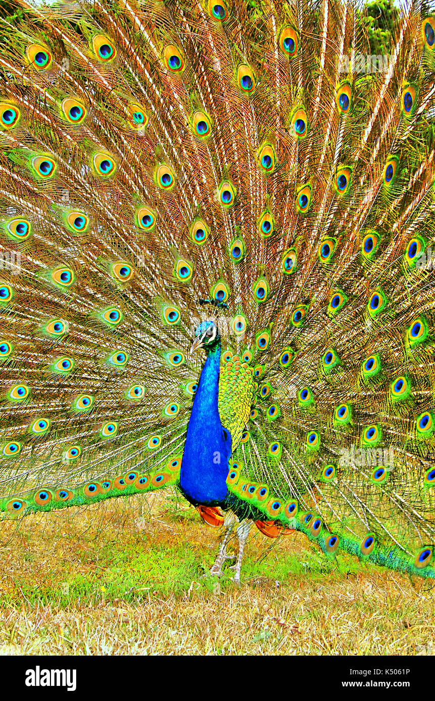 Peacock Anzeige auf der Insel Brownsea, Pool, Dorset, Großbritannien. Stockfoto