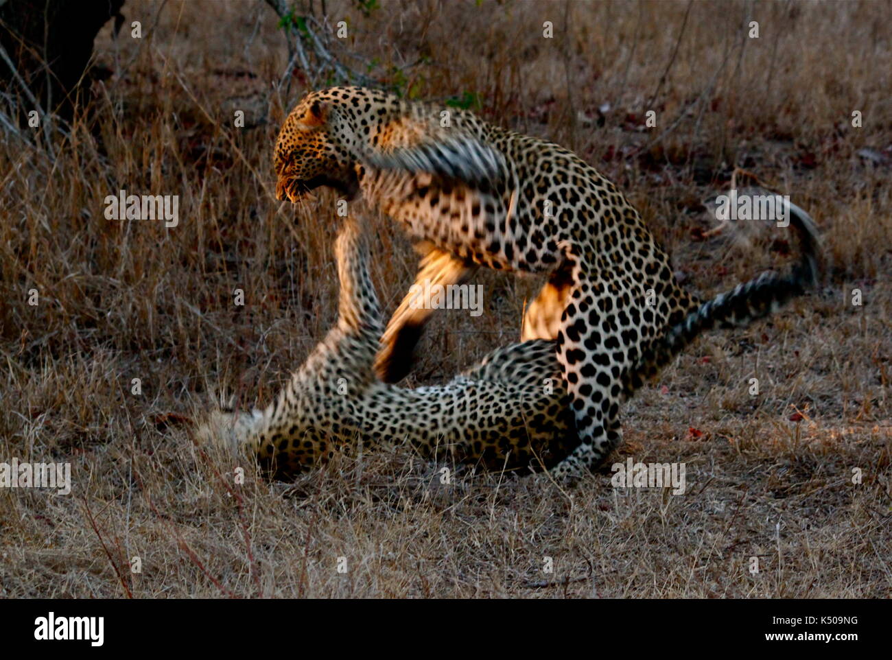 Zwei Erwachsenen Leoparden kämpfen, Londolozi, Südafrika Stockfoto