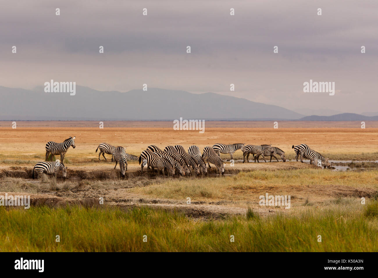 Ein Eifer von Zebras Trinkwasser, Kenia Stockfoto