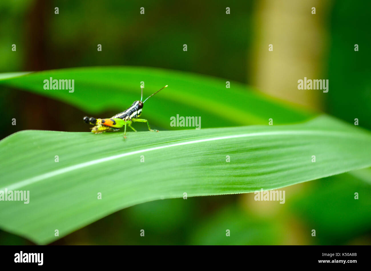 Bunte Kricket mit Schwarz, Weiß, Orange und Grün Farbe Kombination auf ein grünes Blatt im Garten. Stockfoto