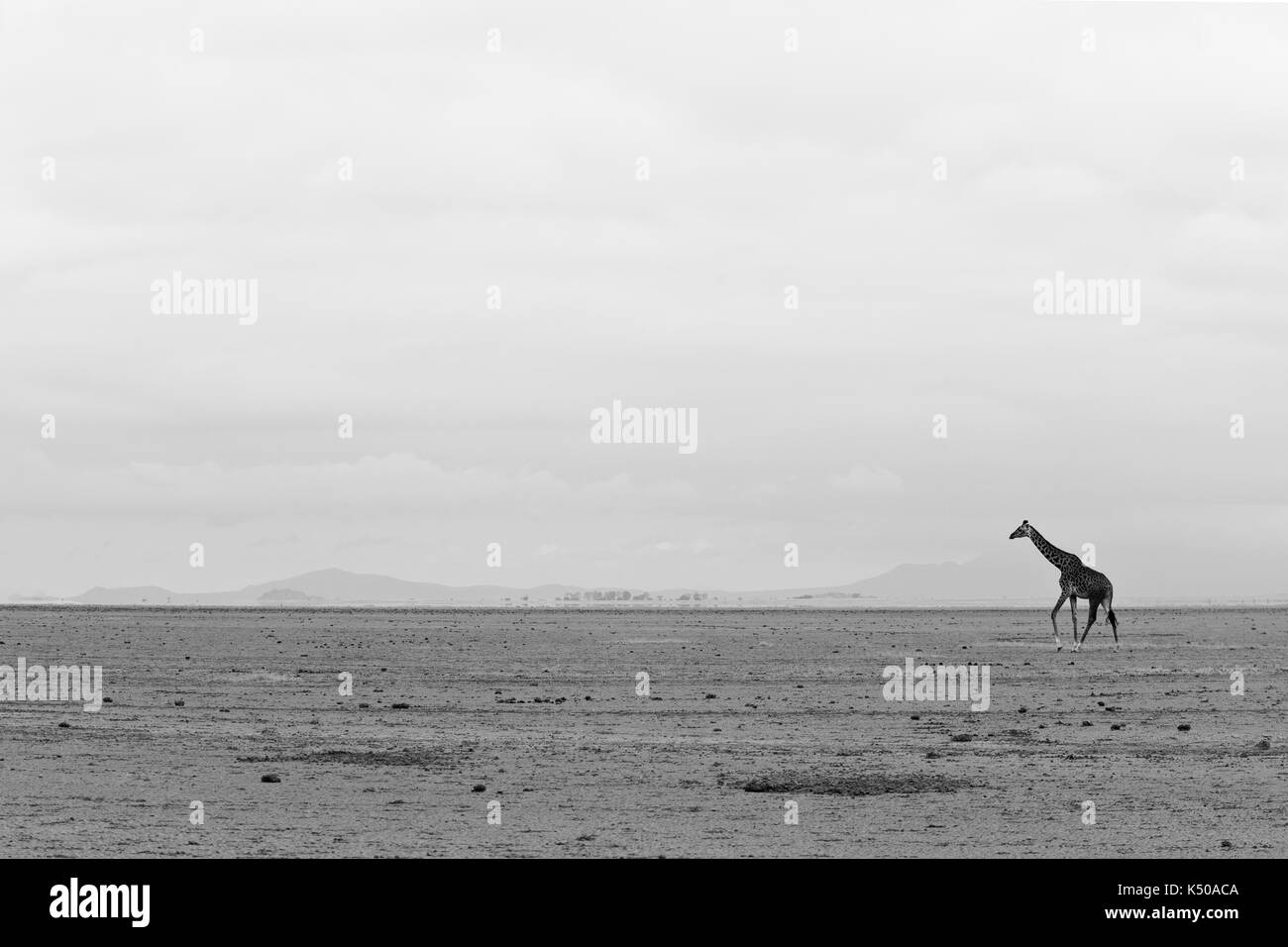 Eine einsame Giraffe wandern in der Ferne, Kenia Stockfoto