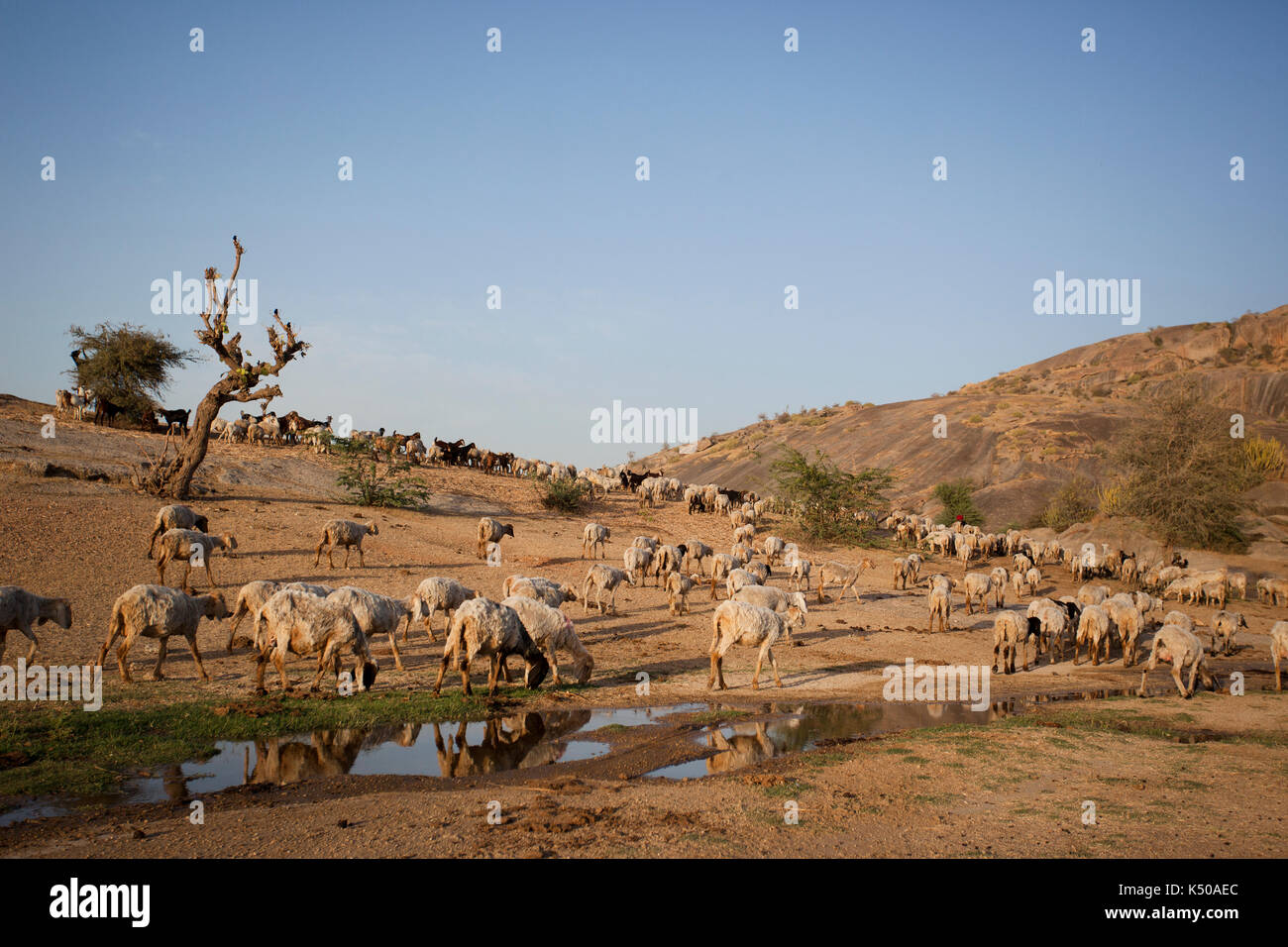 Herde von Schafen, Jawai, Rajasthan, Indien Stockfoto