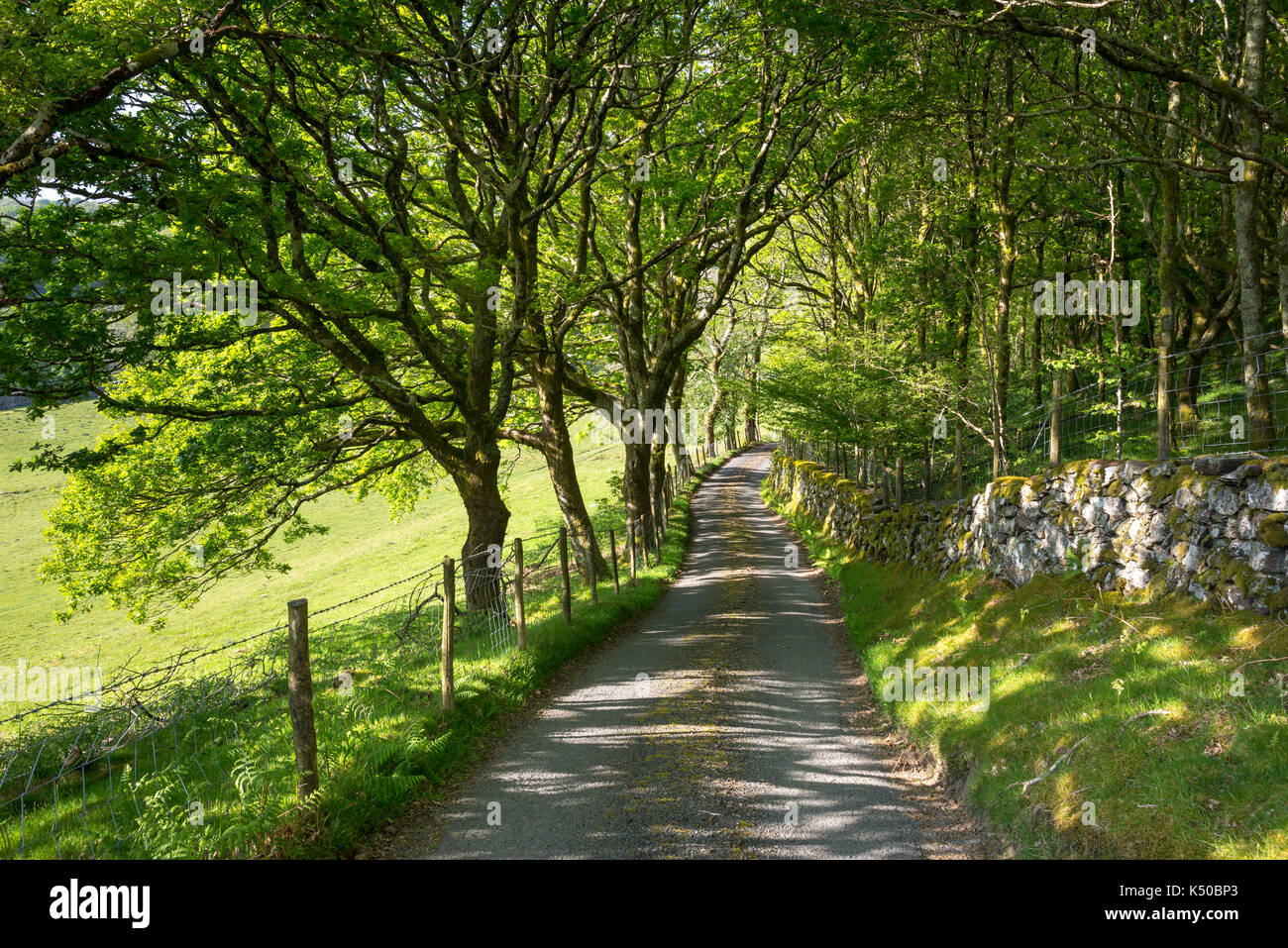 Dappled Feder Sonnenlicht auf eine schmale Landstraße in der Nähe von Llandecwyn in den Bergen von North Wales. Stockfoto