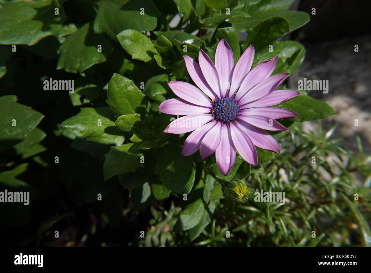 Blume lila weißen Gerbera Sommergarten Stockfoto