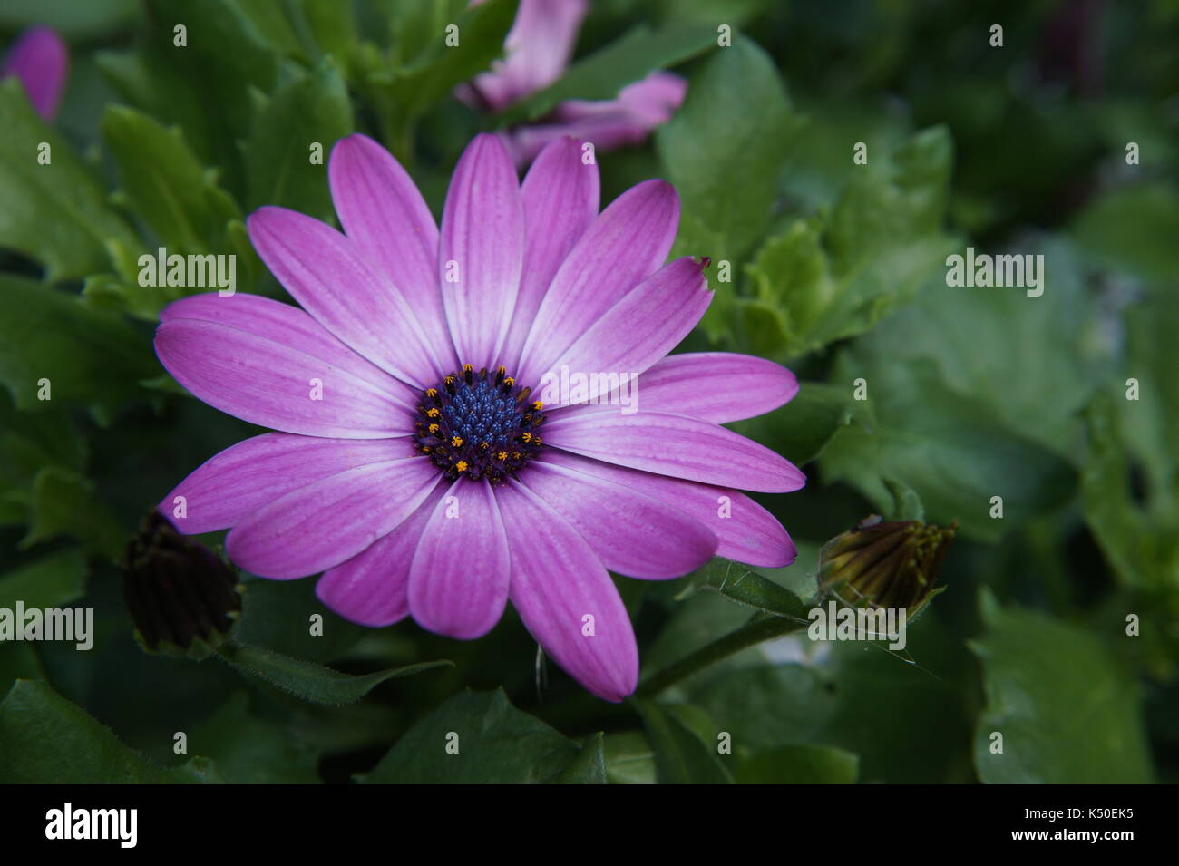 Blume lila weißen Gerbera Sommer Garten daisy Stockfoto