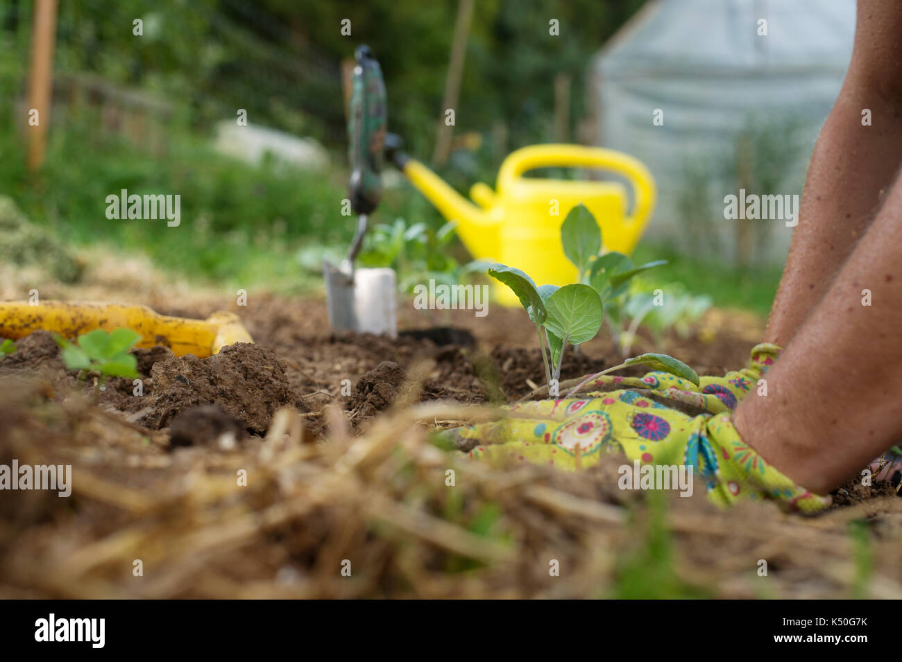Die Gardener's Hände einpflanzen Kohl Sämlinge im Garten. Homegrown Essen, vvegetable, autarke Home, nachhaltige Haushalts Konzept. Stockfoto