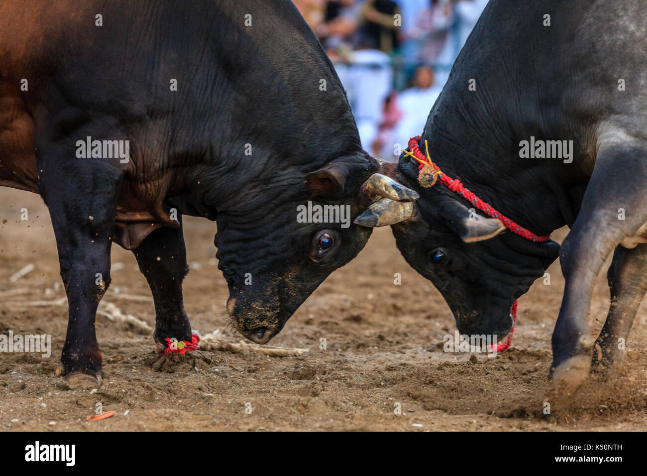 Stiere sind Kämpfe in einem traditionellen Wettbewerb in Fujairah, VAE Stockfoto