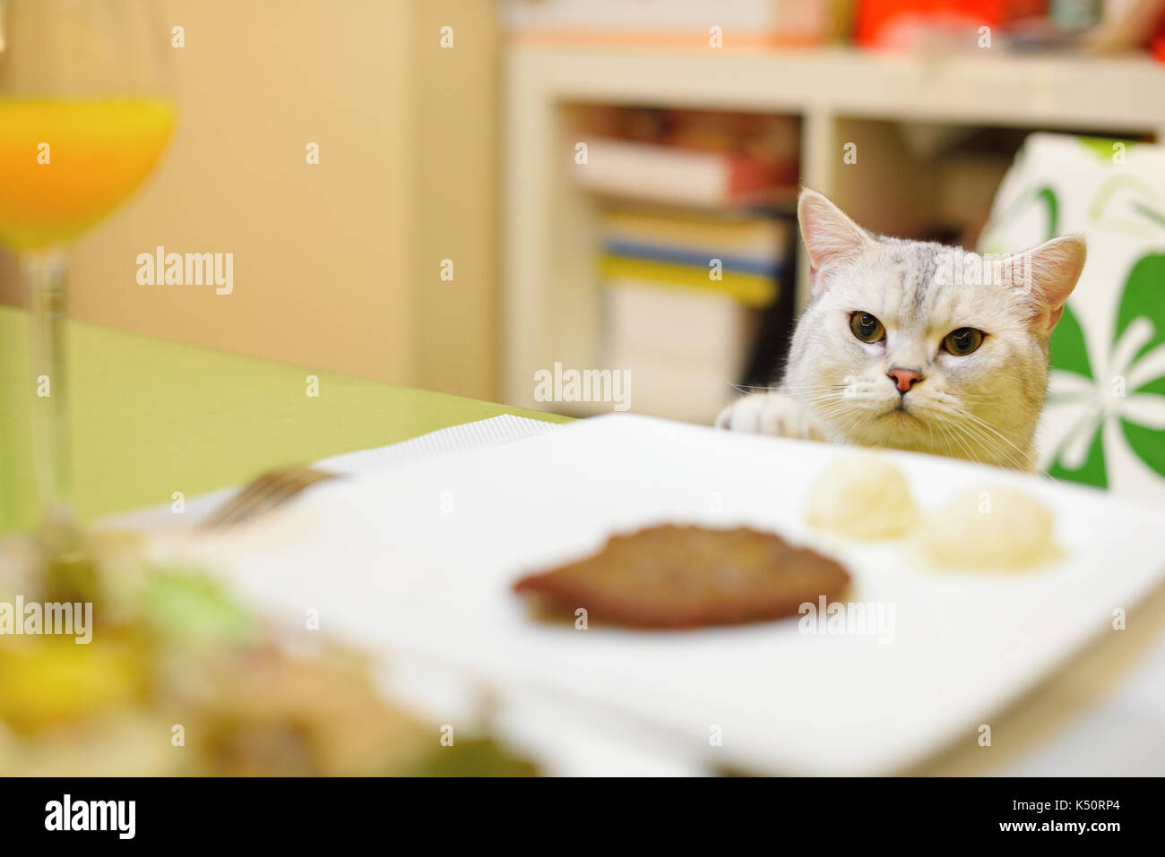 Ein Scottish Fold Geruch, das Essen auf dem Tisch. Stockfoto