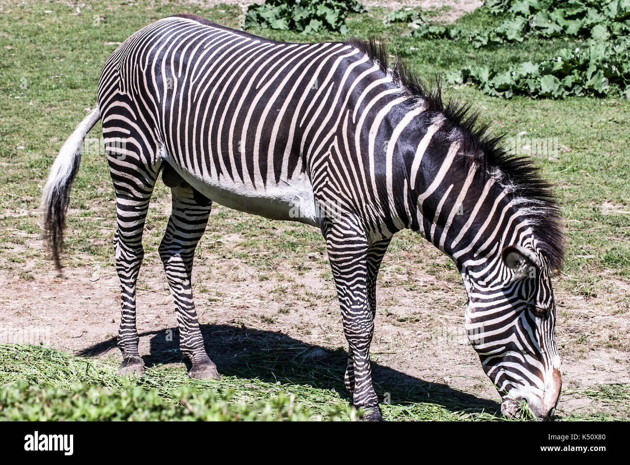 Grévys Zebra (kaiserliches Zebra) Tiere, die sich auf Gras ernähren Stockfoto