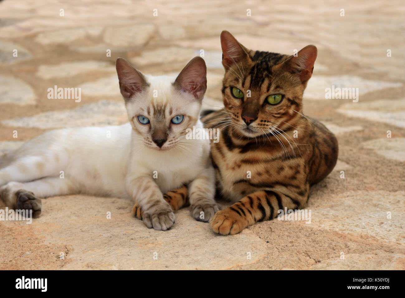 Snowbengal (Seal lynx Point spotted Tabby) und Bengalen (black spotted Tabby) zusammen liegen in der Nähe Stockfoto