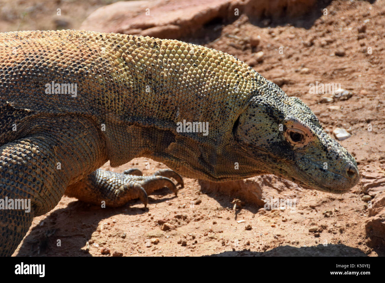 Komodo Dragon Nahaufnahme. Echse Reptil wildes Tier. Stockfoto
