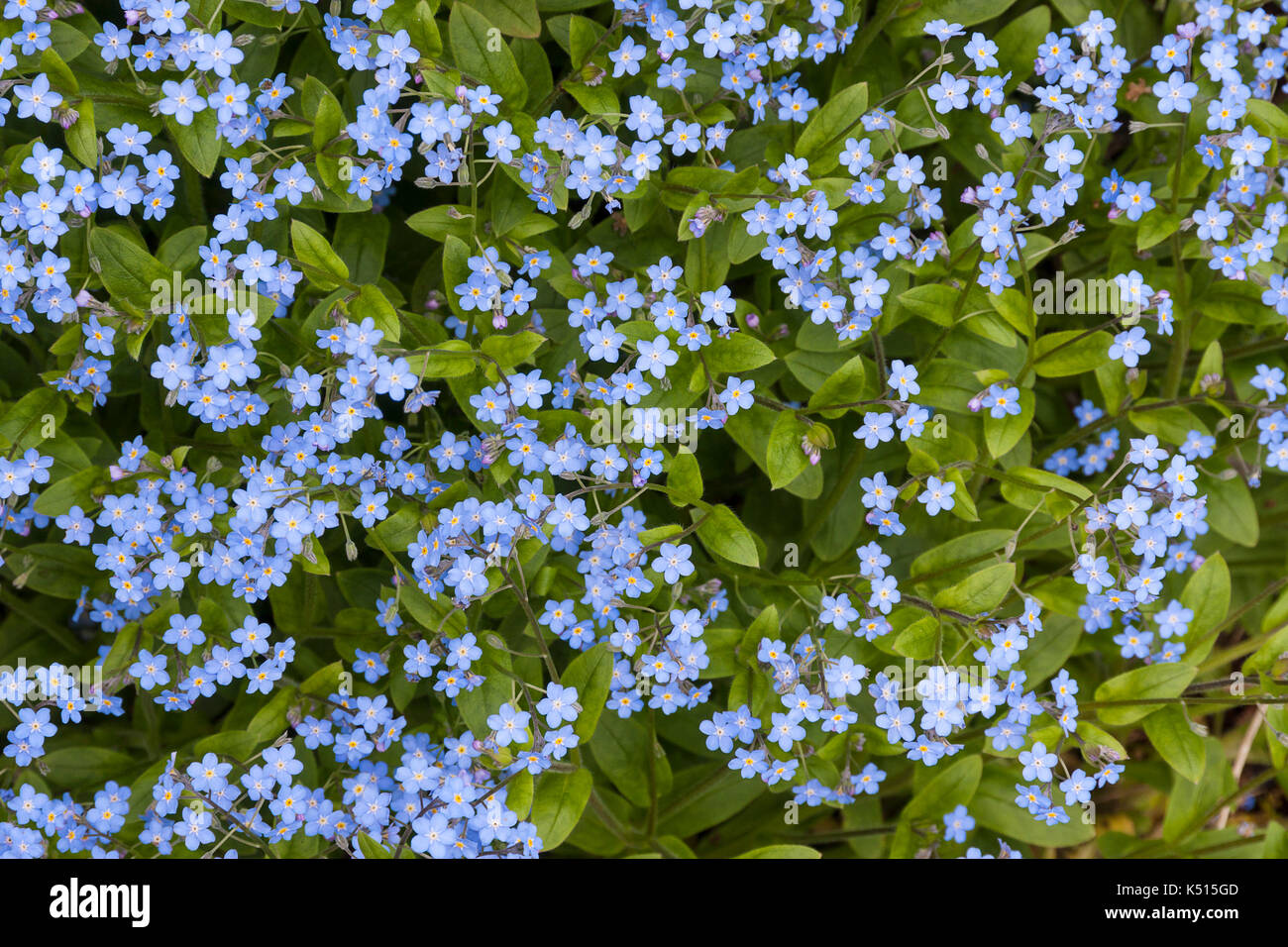 Vergissmeinnicht (Myosotis), blaue Blume in Abchasien Stockfoto