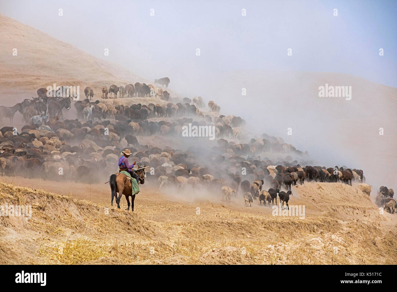 Jungen tadschikischen Hirten auf dem Pferderücken lesen Smartphone während Herding Herde von Schafen und Esel in der Wüste, auf dem Pamir Highway in Tadschikistan Stockfoto