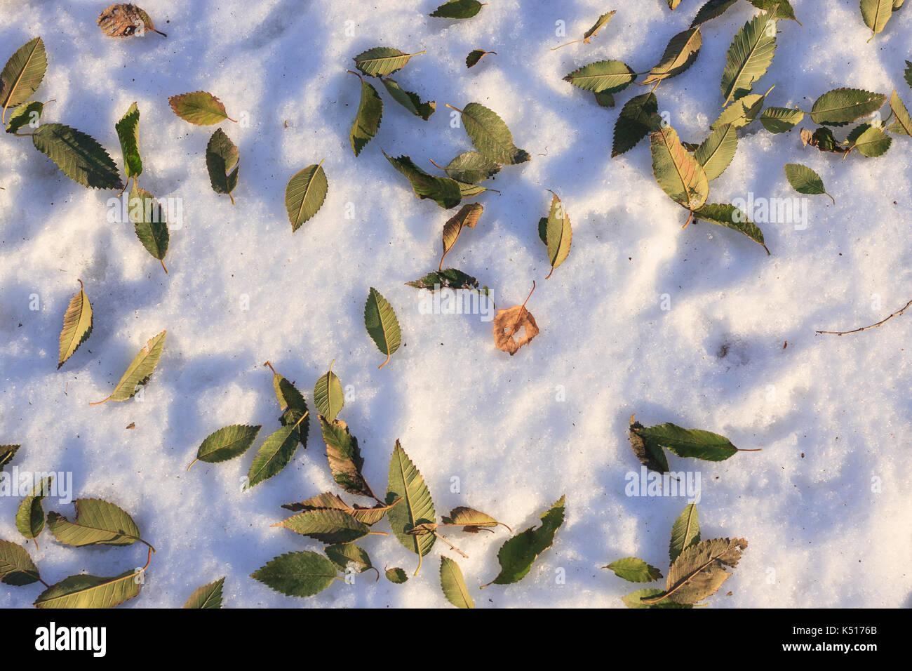 Elm, verdorrte Blätter auf weißem Schnee Stockfoto